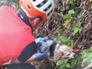 Bergretter sicherten den Vierbeiner am Wandfuß.