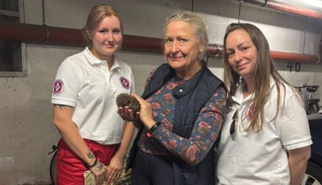 Pensionistin Sylvi entdeckte das kleine Tier. Die Retterinnen Nicole Mom und Leonie ...