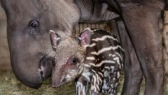 Tapir-Mama „Lucy“ mit dem kleinen „Yaku“, der vorerst noch mit einem gestreiften „Tarnanzug“ ...