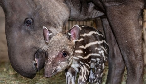 Tapir-Mama „Lucy“ mit dem kleinen „Yaku“, der vorerst noch mit einem gestreiften „Tarnanzug“ ...