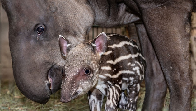 Tapir-Mama „Lucy“ mit dem kleinen „Yaku“, der vorerst noch mit einem gestreiften „Tarnanzug“ ...