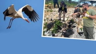 Weißstörche brechen im Spätsommer aus Europa auf, legen bis zu 11.000 Kilometer zurück und ...
