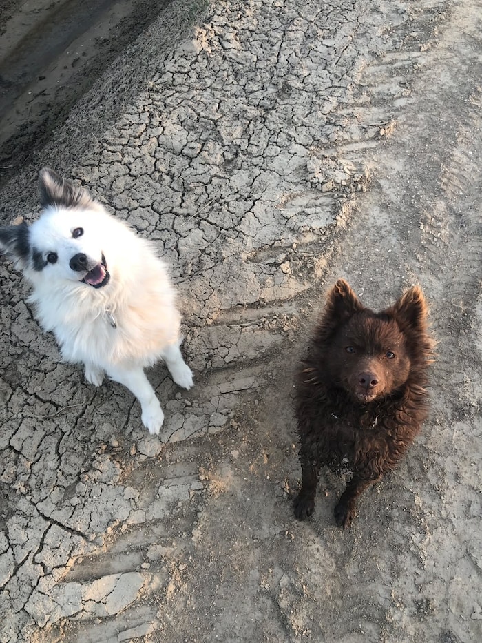 „Amy“ (links) und ihre „Hundeschwester“