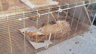 Der völlig erschöpfte Fuchs.