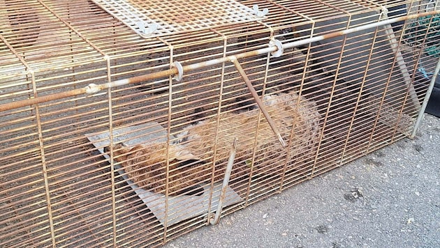 Der völlig erschöpfte Fuchs.