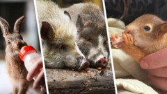 Am Assisi-Hof wurden heuer bereits deutlich mehr hilfsbedürftige Wildtiere versorgt als im ...