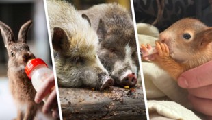 Am Assisi-Hof wurden heuer bereits deutlich mehr hilfsbedürftige Wildtiere versorgt als im ...