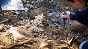Pressefoto Scharinger/Daniel Scharinger Auf einer Baustelle in Ranshofen wurden die Knochen gefunden.