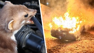 Ein Marder dürfte den Fahrzeugbrand ausgelöst haben.