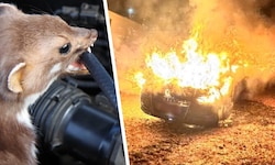 Ein Marder dürfte den Fahrzeugbrand ausgelöst haben.