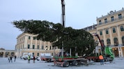 Der 22 Meter hohe Christbaum wurde heute vor dem Schloss Schönbrunn aufgestellt. Am 6. November ...