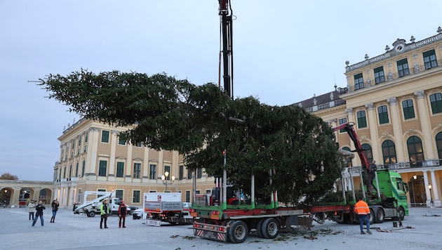 Der 22 Meter hohe Christbaum wurde heute vor dem Schloss Schönbrunn aufgestellt. Am 6. November ...