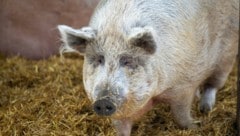 Wollschwein Berta hat ein – für Schweine – sehr hohes Alter erreicht. 