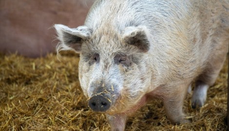 Wollschwein Berta hat ein – für Schweine – sehr hohes Alter erreicht. 