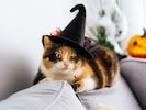 Schaut vielleicht für manche witzig aus, aber Katzen teilen diese Art von Humor sicher nicht mit ...