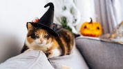 Schaut vielleicht für manche witzig aus, aber Katzen teilen diese Art von Humor sicher nicht mit ...