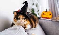 Schaut vielleicht für manche witzig aus, aber Katzen teilen diese Art von Humor sicher nicht mit ...