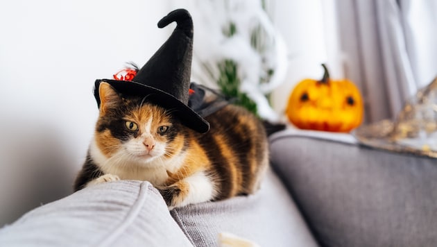 Schaut vielleicht für manche witzig aus, aber Katzen teilen diese Art von Humor sicher nicht mit ...