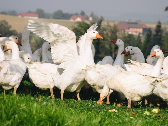 Auf dem Hof in Nussbach watscheln die Weidegänse in großer Zahl über die Wiesen.
