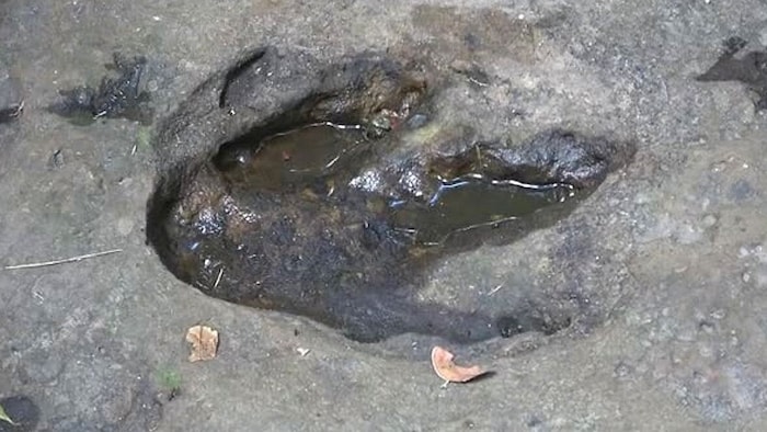 Die Dino-Fußabdrücke (Bild) sind mindestens 130 Millionen Jahre alt.