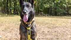 Finn ist die neue Spürnase im WWF-Hundeteam.