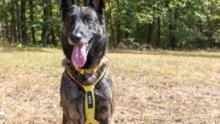 Finn ist die neue Spürnase im WWF-Hundeteam.