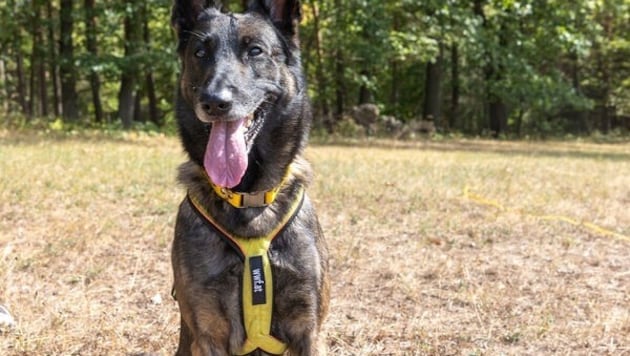 Finn ist die neue Spürnase im WWF-Hundeteam.