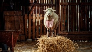 Schaf Oliver hat die Menschn durchschaut und warnt seine Herde – doch all das verpufft in ...
