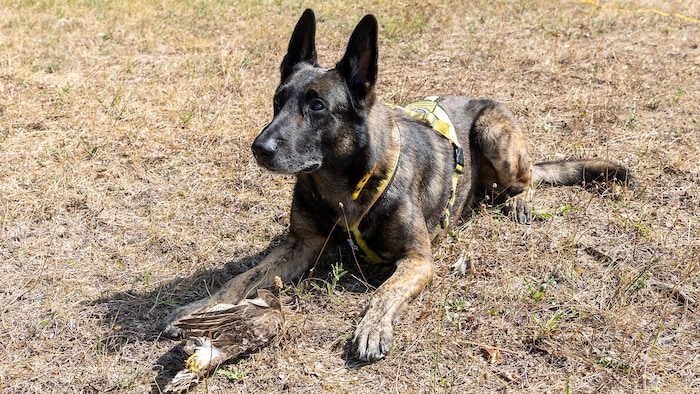 Der Schäferhund-Mischling unterstützt Polizei-Ermittlungen durch Suche nach Tierkadavern und ...