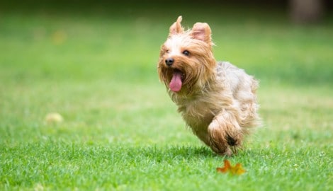 Ein kleiner Yorkshire Terrier hat einen Bären in die Flucht geschlagen. (Symbolbild)