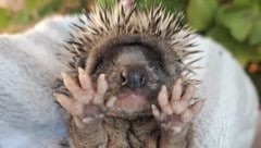 Auch dieser kleine Igel muss wieder aufgepäppelt werden.