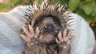 Auch dieser kleine Igel muss wieder aufgepäppelt werden.