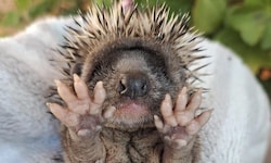 Auch dieser kleine Igel muss wieder aufgepäppelt werden.