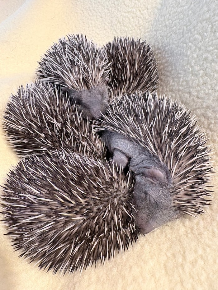 Rund 50 Igel werden derzeit bei der Pfotenhilfe betreut.