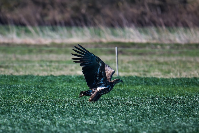 Seeadler