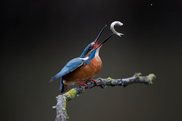 Eisvogel