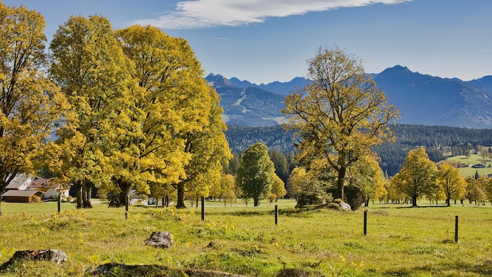 Langsam färbt der Herbst die noch grünen Blätter in schönste Goldgelb- und Rottöne.