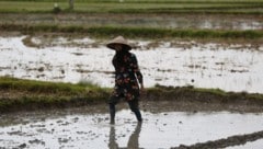 Das Wetterphänomen El Niño verstärkt unter anderem den giftigen Smog in Südostasien (im Bild ...