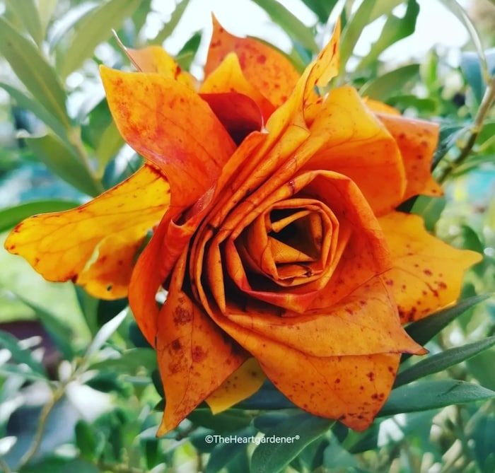 Der Tulpenbaum liefert mit seinem Laub wunderschönes Bastelmaterial. Mehr Ideen für klimafitte ...