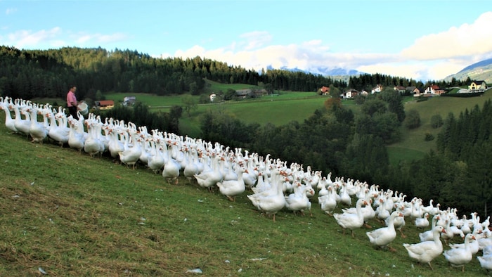 Die Kärntner Ganslbauern setzen auf Qualität.