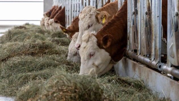 In vielen Ställen gibt‘s statt Heu im Winter Silage.