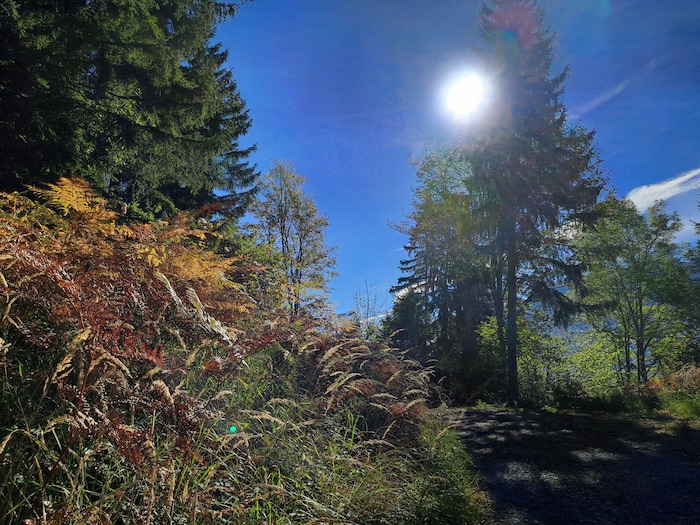 Unterwegs auf Bazis zeigt sich das Schilf am Wegesrand in seinem herbstlichen Gewand.