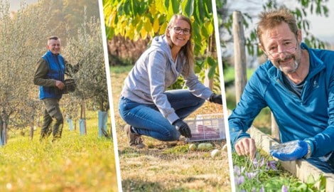 Martin Mittendrein, Angelika Köck und Peter Schöggl (v.l.) bauen Spezialitäten in der Steiermark ...