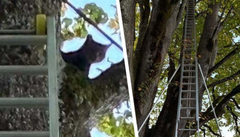 Die kleine Katze konnte im Baum nicht mehr weiter.