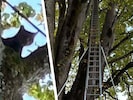 Die kleine Katze konnte im Baum nicht mehr weiter.
