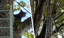 Die kleine Katze konnte im Baum nicht mehr weiter.