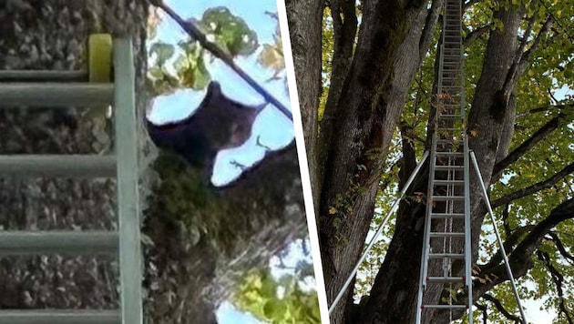Die kleine Katze konnte im Baum nicht mehr weiter.