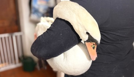 Am Tierschutzhof wurde der Schwan erstversorgt. Er ist leider noch vor Eintreffen des Tierarztes ...