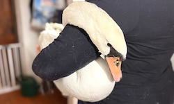 Am Tierschutzhof wurde der Schwan erstversorgt. Er ist leider noch vor Eintreffen des Tierarztes ...