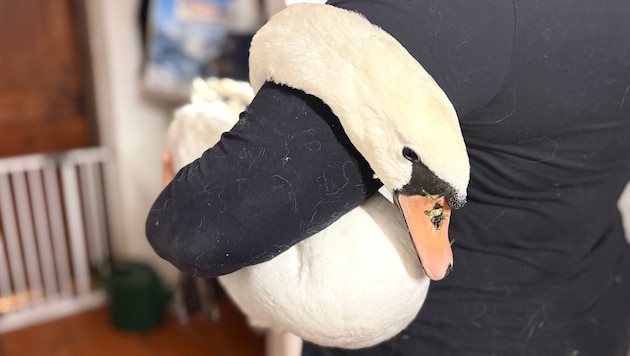 The swan received first aid at the animal sanctuary. Unfortunately, it died before the ...